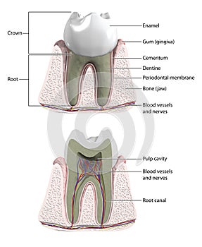 Molar tooth