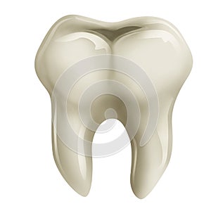 Molar tooth