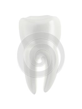 Molar tooth isolated on white background. Single object