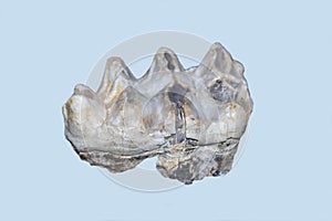 The molar tooth of a young elephant order Proboscidea is gray isolated on a white background. Animal