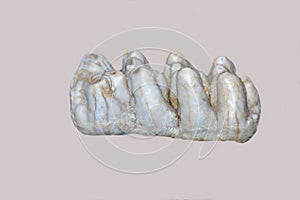 The molar tooth of a young elephant order Proboscidea is gray isolated on a white background. Animal world