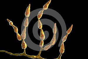Mold Alternaria alternata, allergic fungus photo