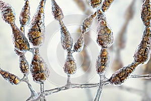 Mold Alternaria alternata, allergic fungus photo
