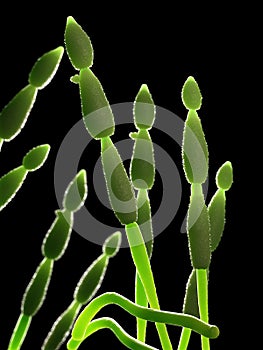 The mold - alternaria