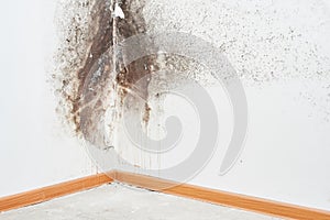 Mold. Aspergillus. Black fungus on a white wall in a corner on the ceiling