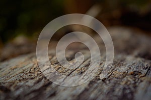 mold on the bark of a felled log