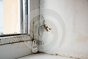 Mold. Black fungus on the white wall in the corner near the window