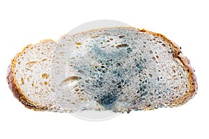 Mold on bread