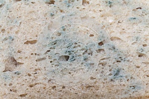 Mold on bread