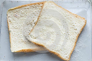 Mold bread Experiment