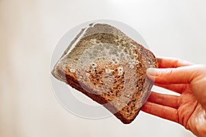 Mold on bread.Mold stains on whole grain bread in hands close-up.Spoiled baked goods.Stale bread. Whole grain bread in