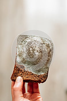 Mold on bread.Mold stains on whole grain bread in hands.Spoiled baked goods.Stale bread. Whole grain bread in green