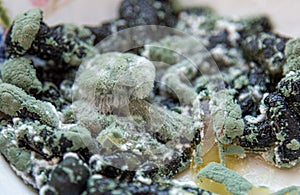 Mold close-up macro. Moldy fungus on food. Fluffy spores mold as a background or texture. Mold fungus. Abstract