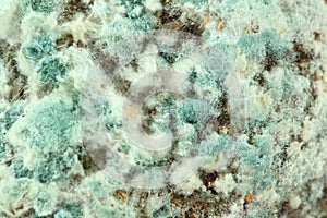 Mold closeup