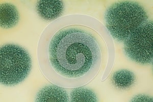 Mold closeup. Mildew on white background