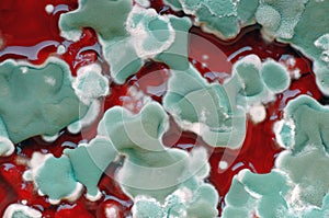 Mold colonies on red background