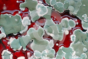 Mold colonies on red background