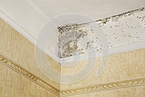 Mold in bathroom