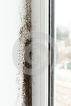 Mold in the corner of the plastic windows