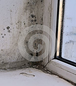 mold in the corner of the wet window and on the window sill