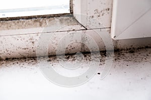 Mold in the corner of the window