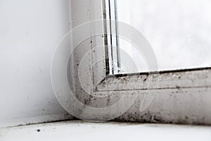 Mold in the corner of the window photo