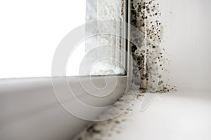 Mold in the corner of the window.