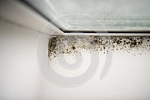 Mold in the corner of the window.