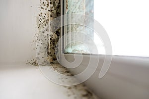 Mold in the corner of the window. photo