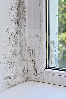 mold in the corner of the window. vertical