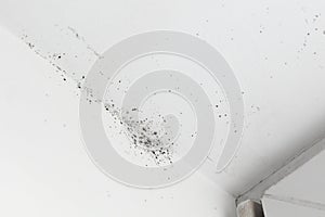 Mold in the corner of the window on a white wall Texture background