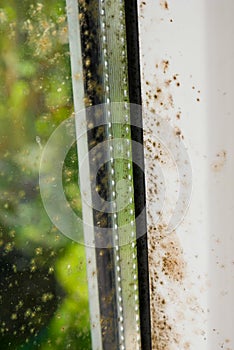 Mold and dirt and mushrooms growing on the corner of the wall