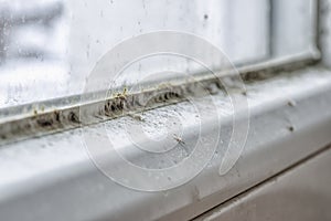 Mold and dirt on the window