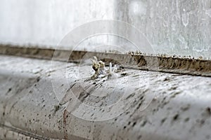 Mold and dirt on the window