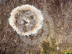 Mold Dot on Lava Stone Wall