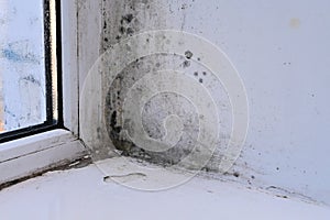 mold due to high humidity of the window