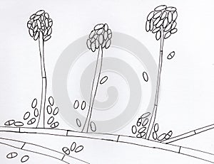 Mold fungi Acremonium, hand drawn illustration