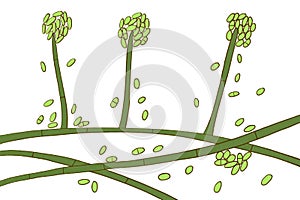Mold fungi Acremonium, illustration photo
