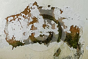 Mold Fungus Peeling Flaking Paint Due to Rising Damp