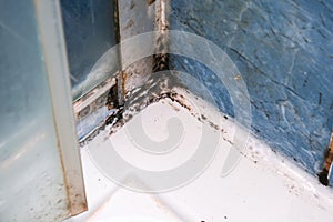 Mold fungus and rust growing in tile joints in damp poorly ventilated bathroom with high humidity, wtness, moisture and