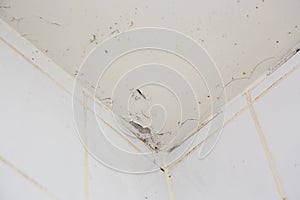 Mold or fungus of the wall in the Shower room causing black or brown mold in the bathroom or toilet room caused by the hot water