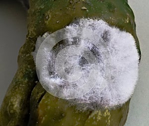 Mold on green fresh cucumber