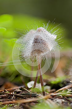 Mold that grew on a small forest fungus. photo