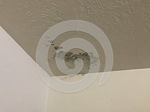 Mold growing on ceiling after rain photo