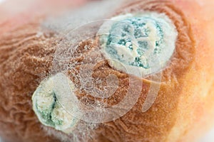 Mold growing on old bread