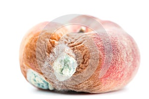 Mold growing on old peach