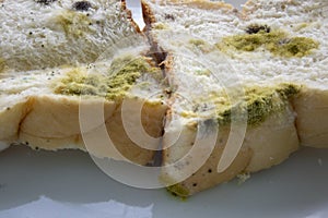 Mold growing rapidly on moldy bread