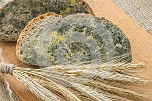 Mold growing rapidly on moldy bread in green and white spores.