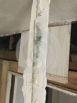 Mold growing on sheetrock tape