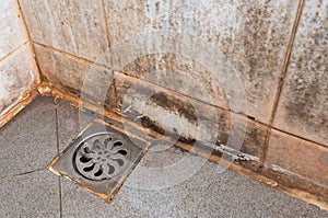 Mold growing on shower tiles